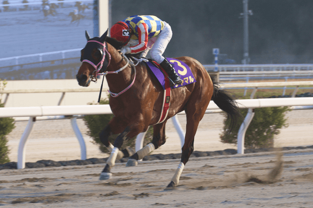 昨年の優勝馬シャマル